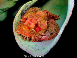 Scorpaenopsis oxycephala - Tasseled scorpionfish by Paolo Rossi 